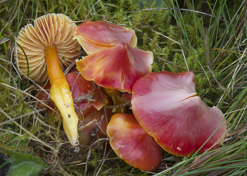 Hygrocybe splendidissima